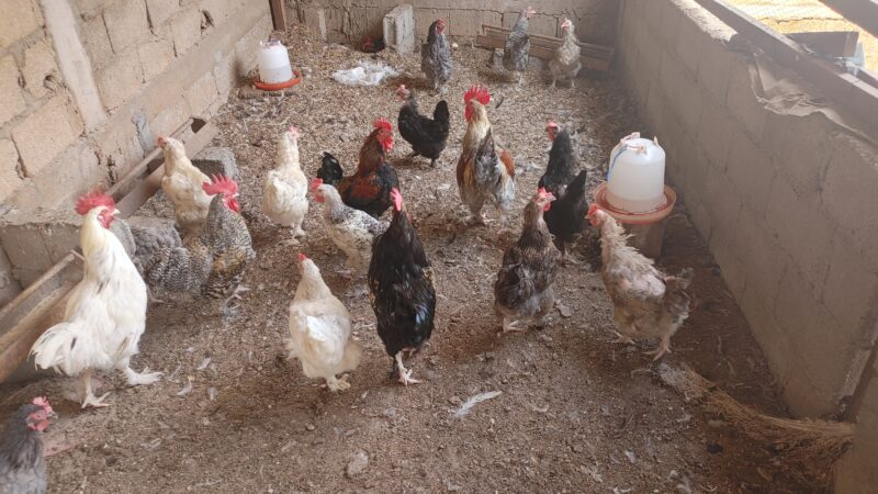 Coqs et Poules pantalonnés