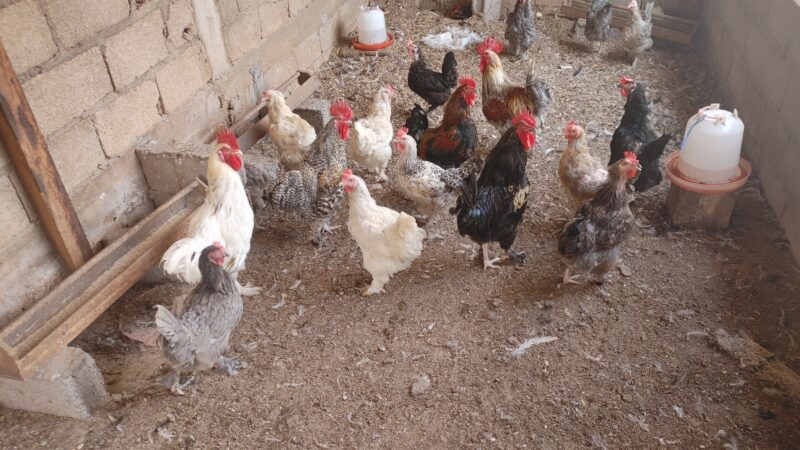 Coqs et Poules pantalonnés