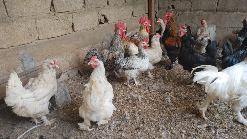 Coqs et Poules pantalonnés