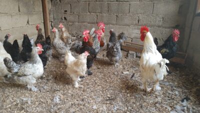 Coqs et Poules pantalonnés