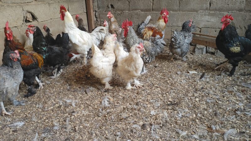 Coqs et Poules pantalonnés